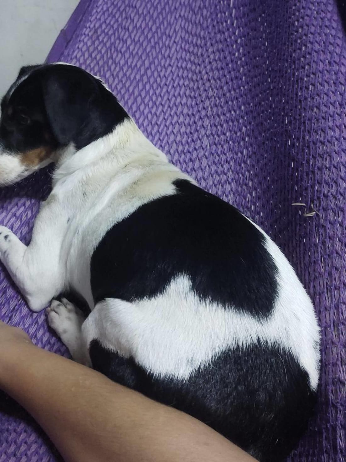 Maya