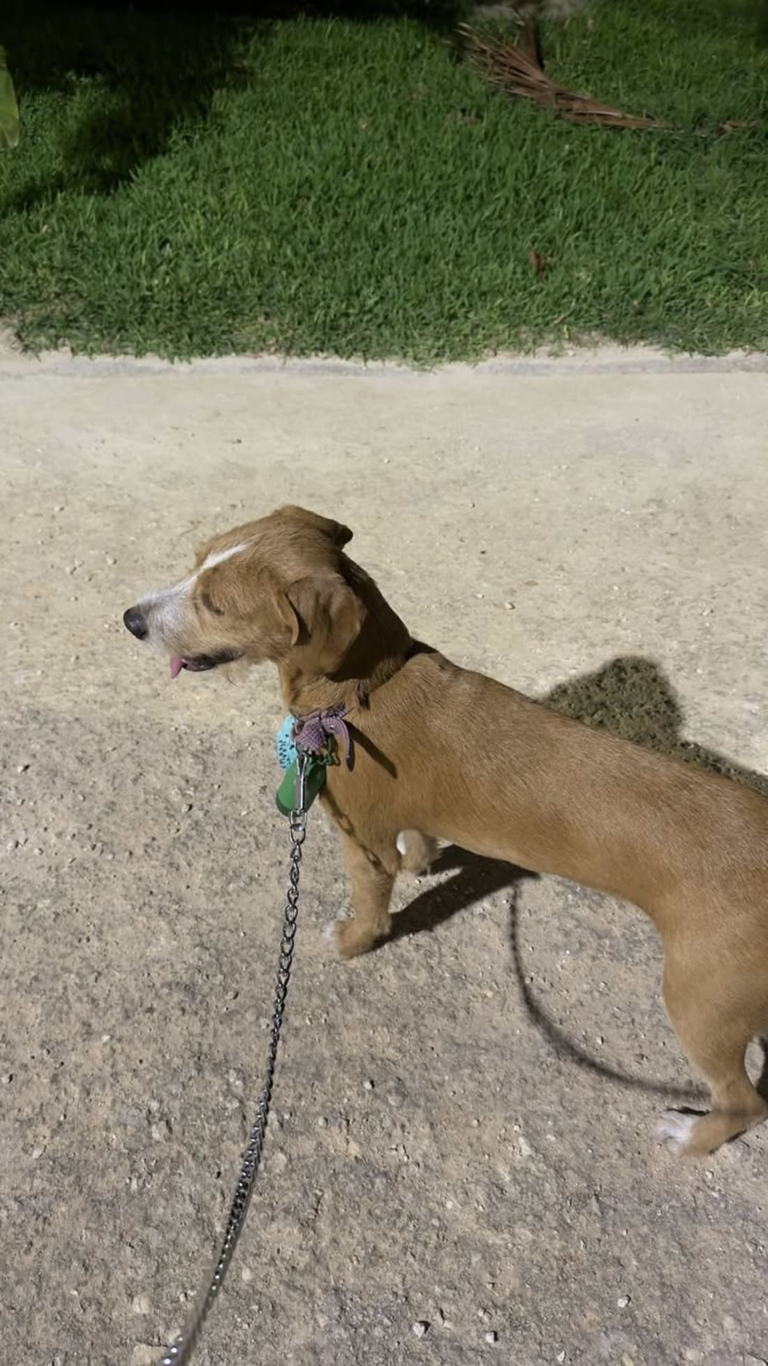 Scooby