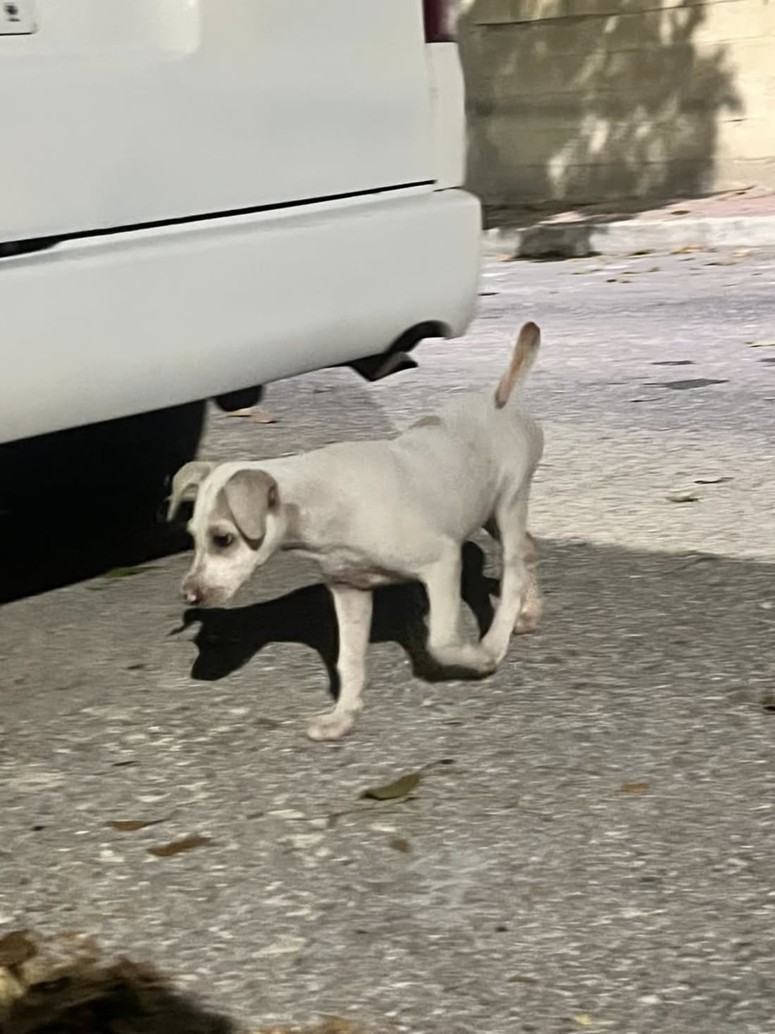 Perro en adopción en Mérida