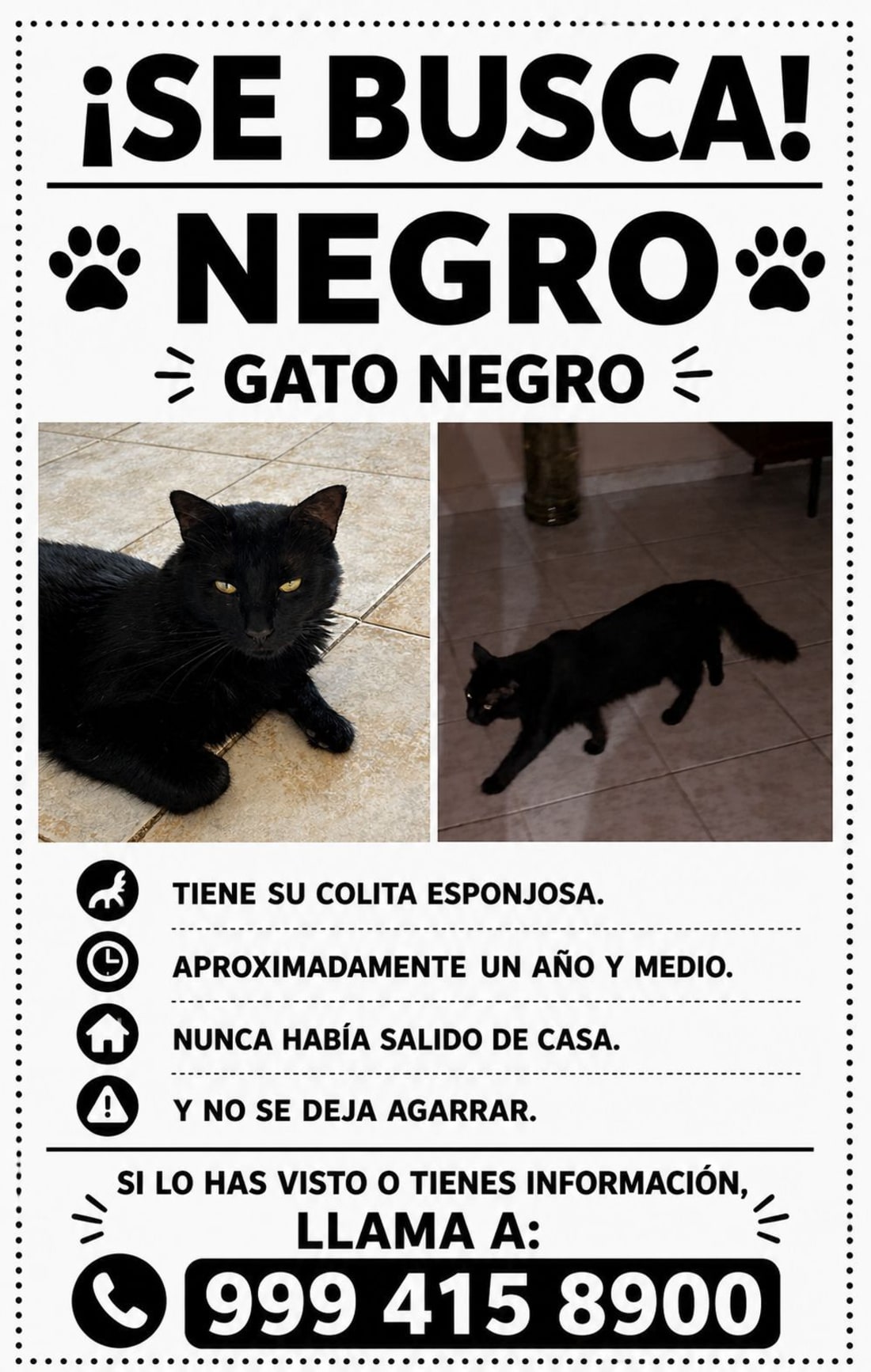 Gato mascota perdida en Mérida