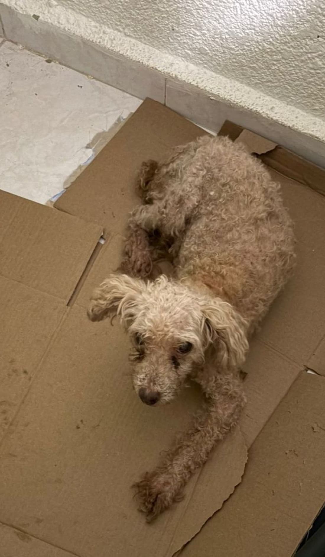 Perro mascota encontrada en Mérida