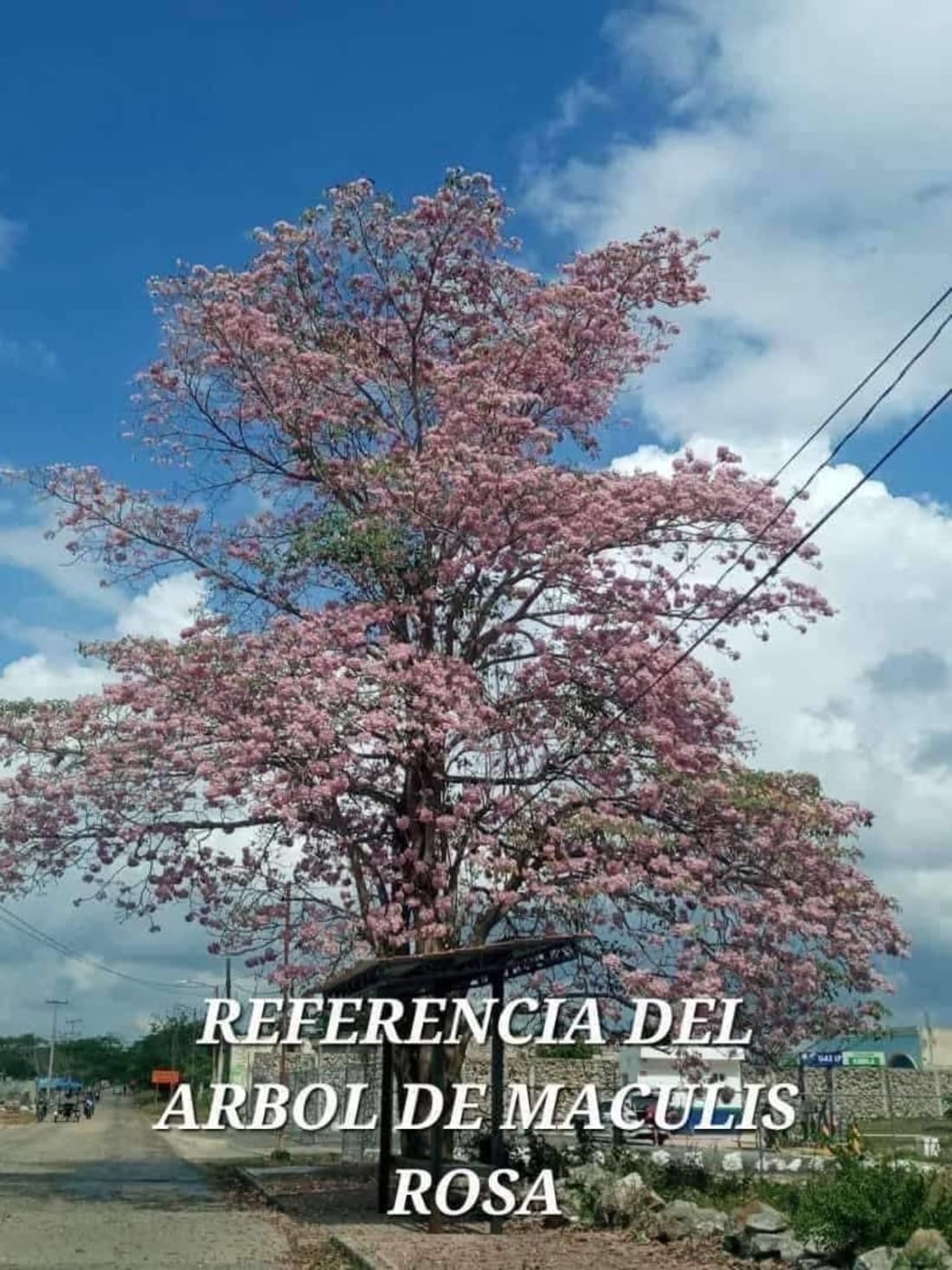 Foto 1 de 3, Imagen de en Venta Hermosas Plantas de Arbolitos de Maculis Color Rosa $80 C/u