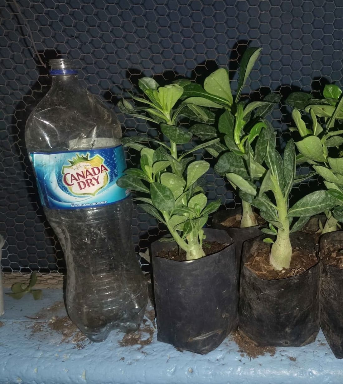 Plantas Merida flores desierto