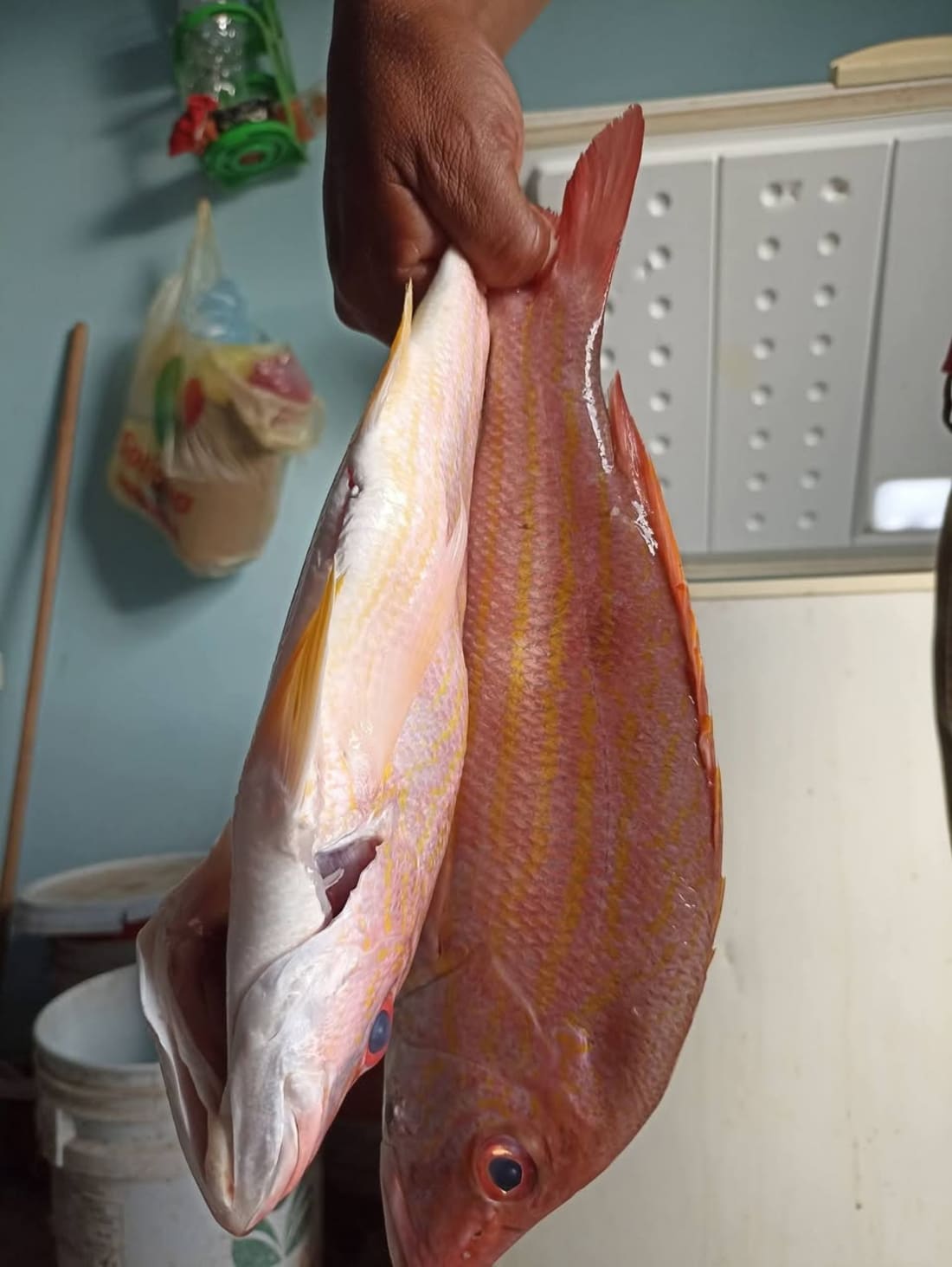Adriel Navarrete - Pescado Frito y Ceviche