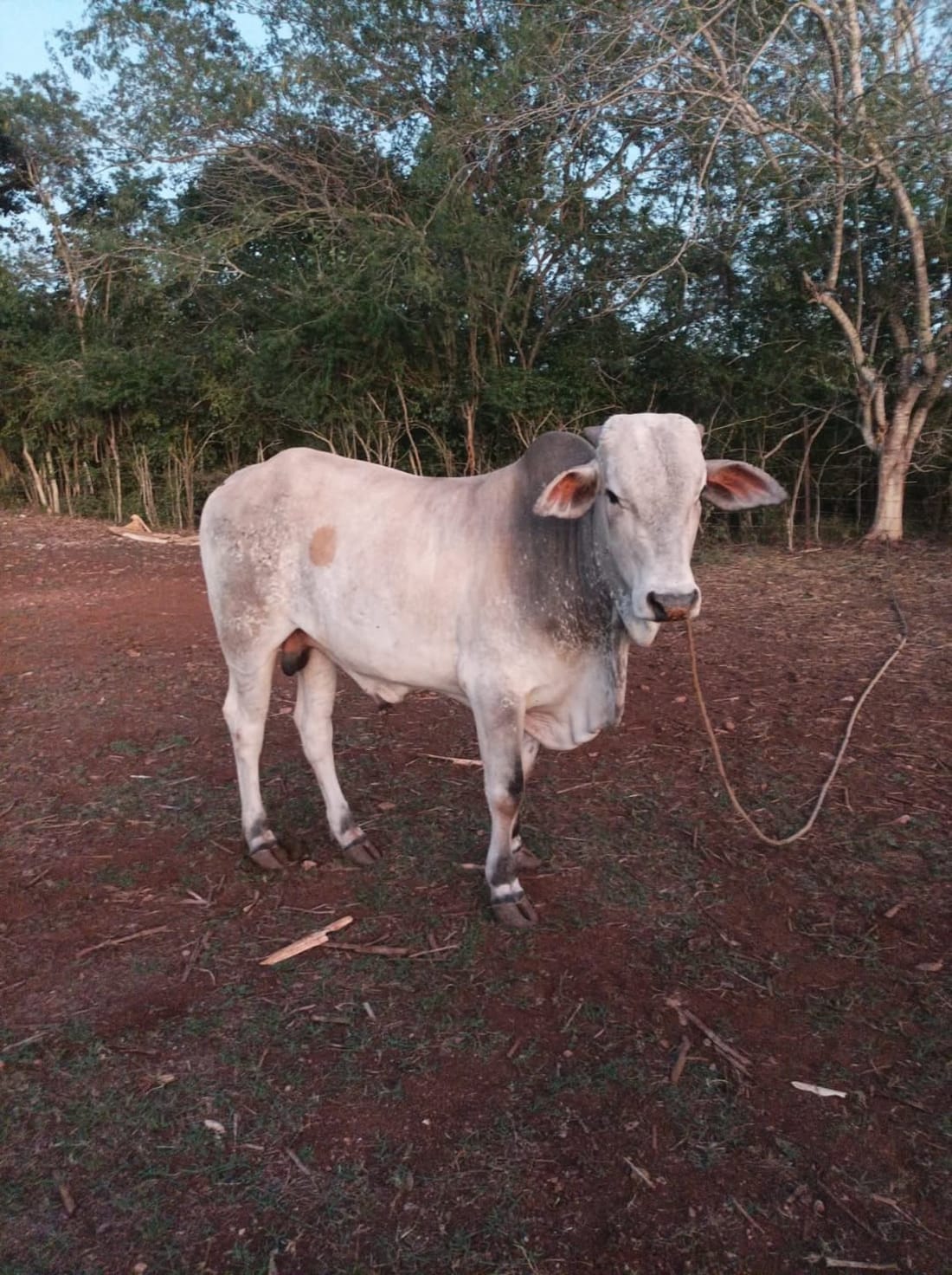 Venta de carne fresca y xix