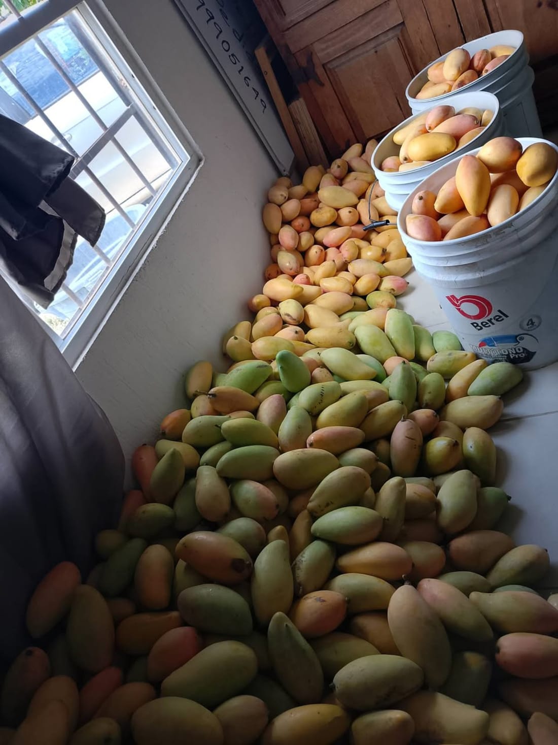 Mango Manila Fresco Recién Cosechado