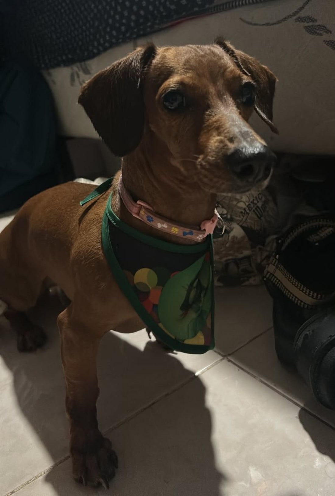 Perro mascota encontrada en Caucel