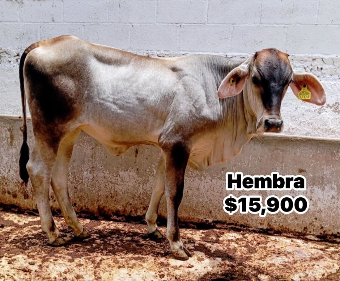 Venta de Ganado Bovino