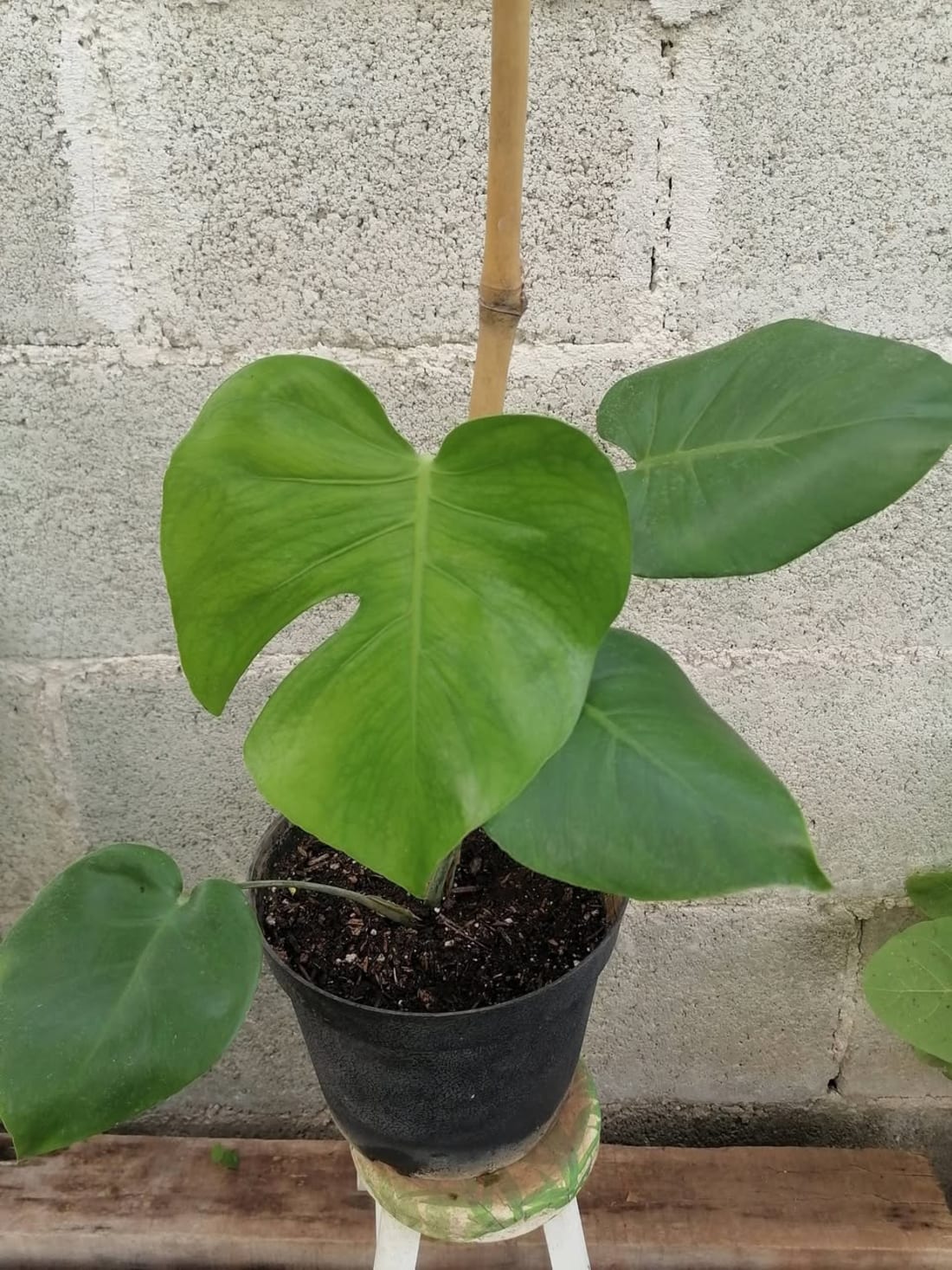 Plantas Orgánicas