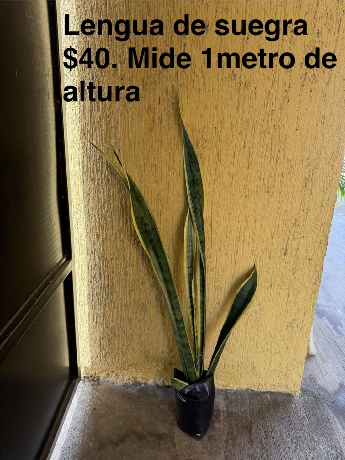 Plantas varias