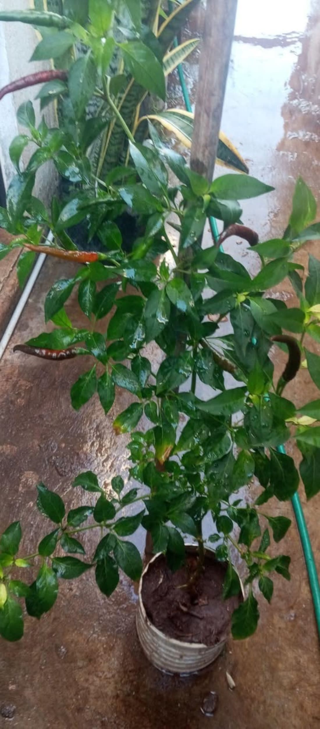 Cox Ma Plantas y Frutas