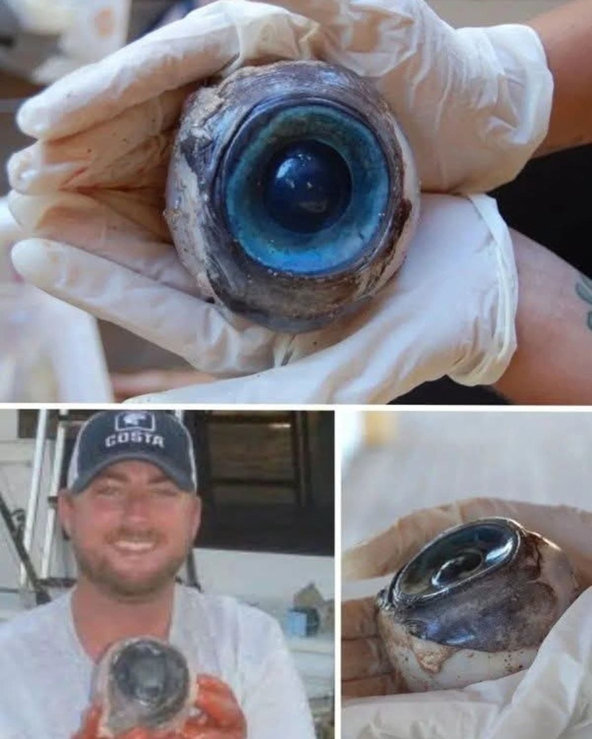 El misterio del ojo gigante hallado en playa de Florida