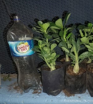 Plantas Merida flores desierto