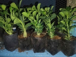 Plantas Merida flores desierto