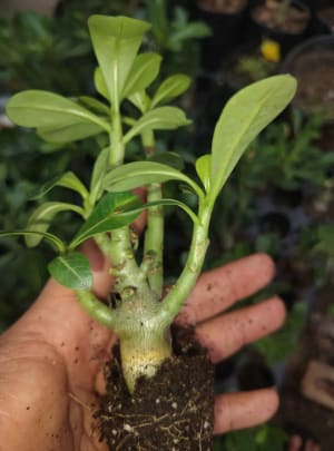Plantas Merida flores desierto