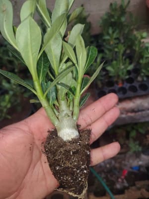Plantas Merida flores desierto