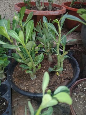 Plantas Merida flores desierto