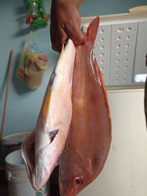 Adriel Navarrete - Pescado Frito y Ceviche