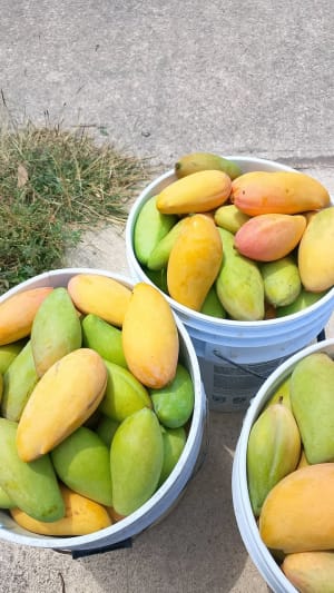 Mango Manila Fresco Recién Cosechado