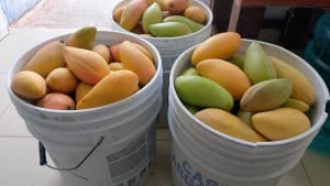 Mango Manila Fresco Recién Cosechado