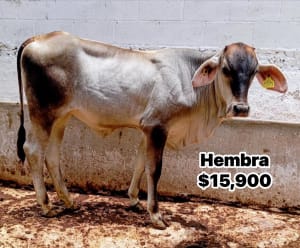 Venta de Ganado Bovino