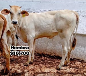 Venta de Ganado Bovino