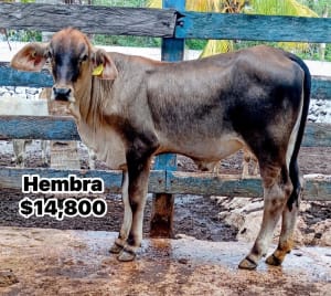 Venta de Ganado Bovino