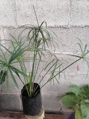 Plantas Orgánicas