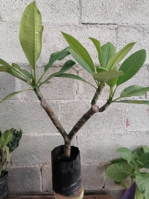 Plantas Orgánicas
