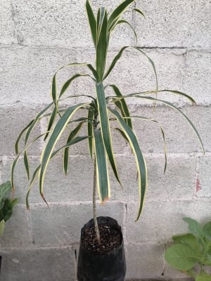 Plantas Orgánicas