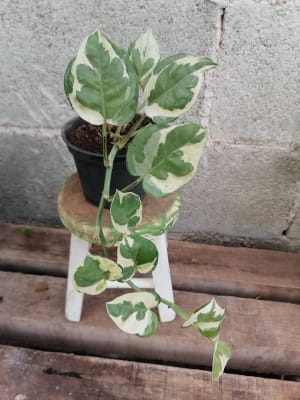 Plantas Orgánicas