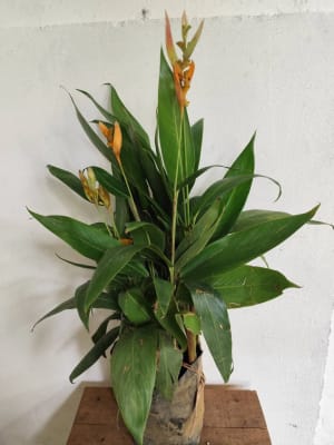 Vivero Las Flores de Rosita