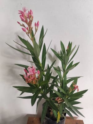 Vivero Las Flores de Rosita