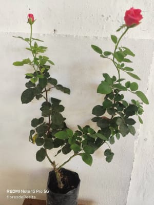 Vivero Las Flores de Rosita