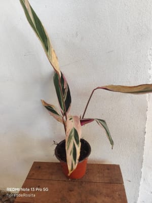 Vivero Las Flores de Rosita