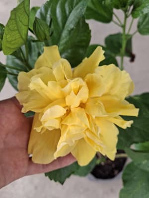 Plantitas disponibles