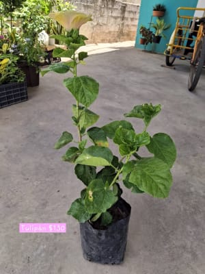Plantitas disponibles