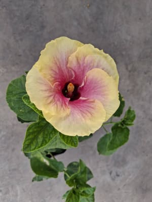 Plantitas disponibles