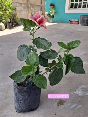 Plantitas disponibles
