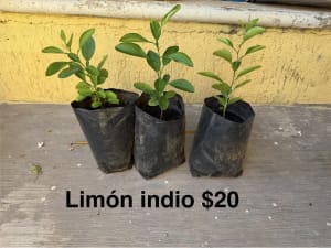 Plantas varias