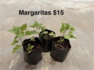 Plantas varias