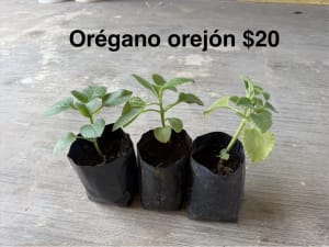 Plantas varias