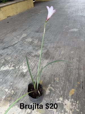 Plantas varias