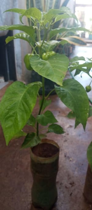Cox Ma Plantas y Frutas