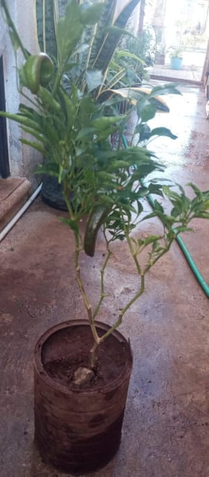 Cox Ma Plantas y Frutas