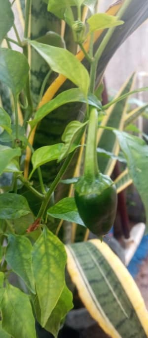 Cox Ma Plantas y Frutas