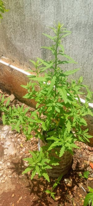 Cox Ma Plantas y Frutas