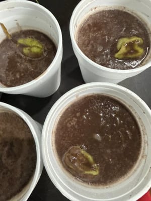 Frijoles Colados Mulchechen