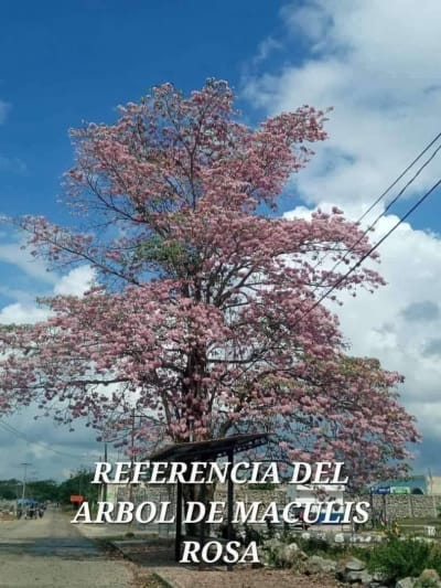 Árboles ornamentales de maculis con servicio a domicilio en Chenku — Chenku