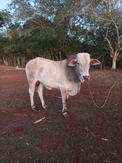 Venta de carne fresca y xix — Cielo Alto